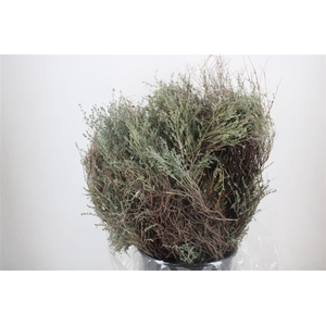 Thym Falso 250gr Pbs