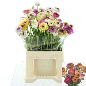 RAN  EL PA ST GEM BS