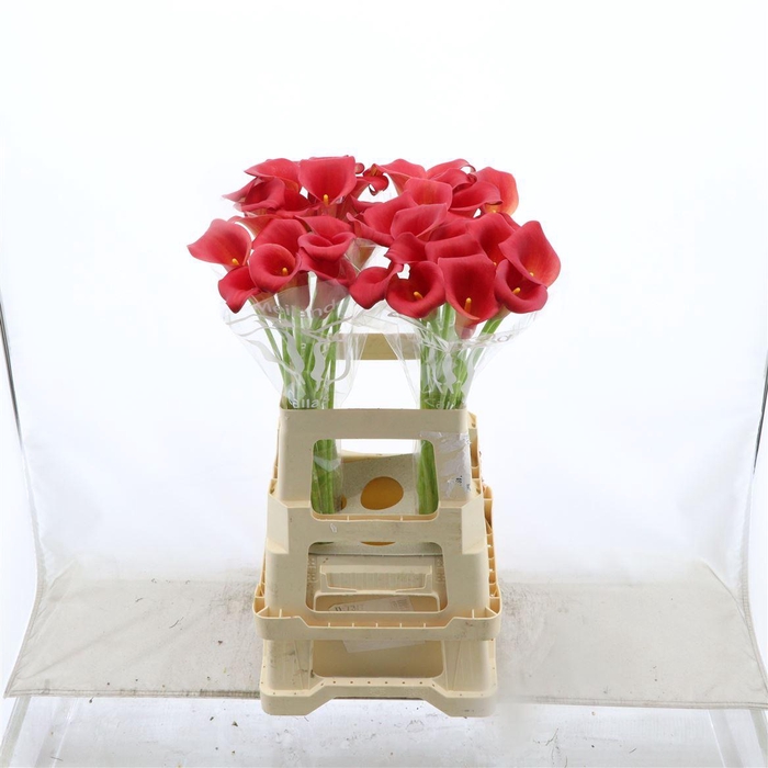 <h4>Calla Bermuda</h4>