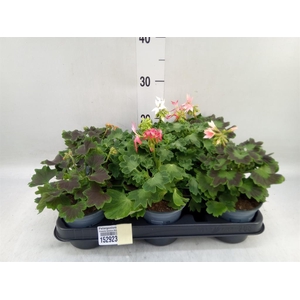 Pelargonium zona.   ...
