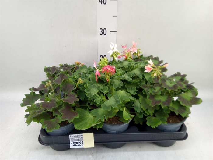 <h4>Pelargonium zona.   ...</h4>
