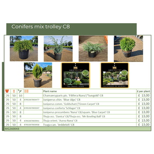 Conifers mix trolley C8 (MG26043)