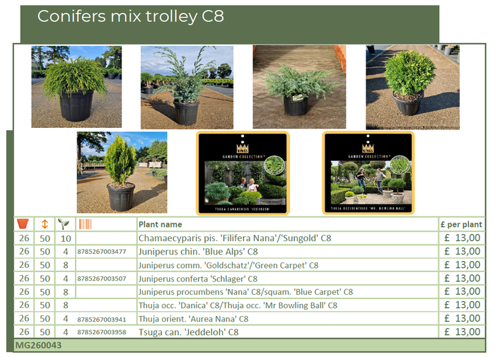 <h4>Conifers mix trolley C8 (MG26043)</h4>