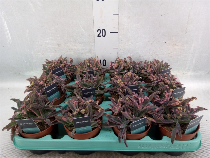 <h4>Kalanchoe NF tubiflora</h4>