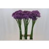 Allium Gladiator