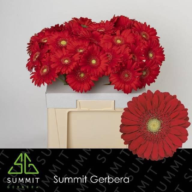 <h4>GE GR CARAMBOLE</h4>