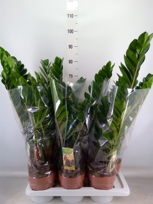 Zamioculcas zamiifolia