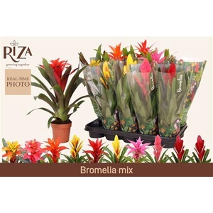 BROMELIA GEM 6 SRT