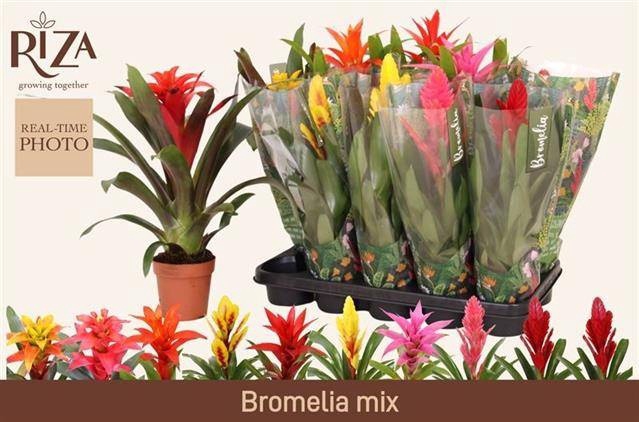 <h4>BROMELIA GEM 6 SRT</h4>