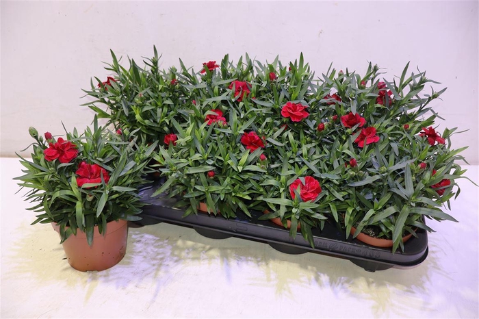 <h4>arr8 Dian Osc Cherry</h4>