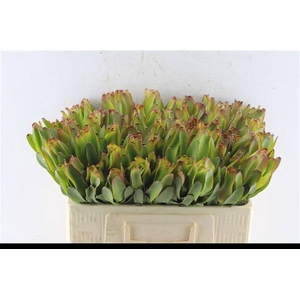 LEUCAD LAUREL YELLOW