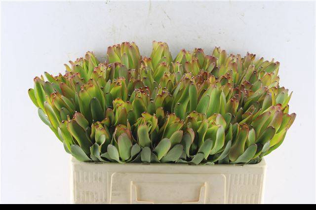 <h4>LEUCAD LAUREL YELLOW</h4>