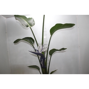 STRELITZIA NICOLAI P23