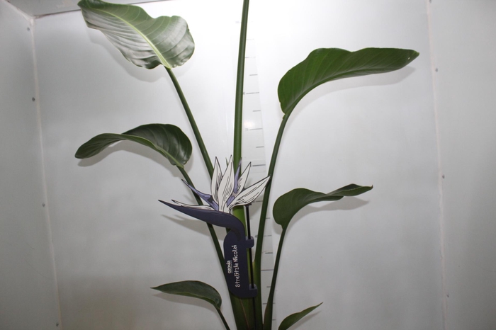 <h4>STRELITZIA NICOLAI P23</h4>
