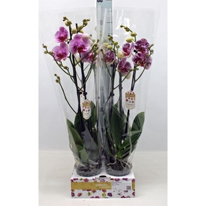 Phalaenopsis   ...rose