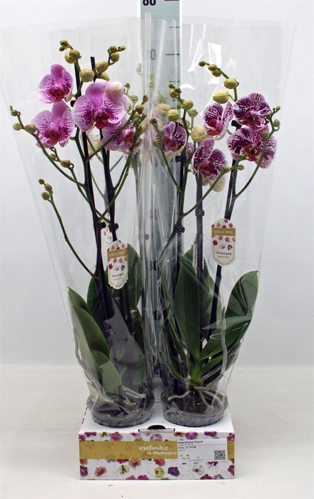 <h4>Phalaenopsis   ...rose</h4>