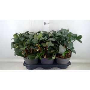 Helleborus  'Angel Glow'