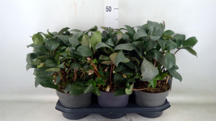 <h4>Helleborus  'Angel Glow'</h4>