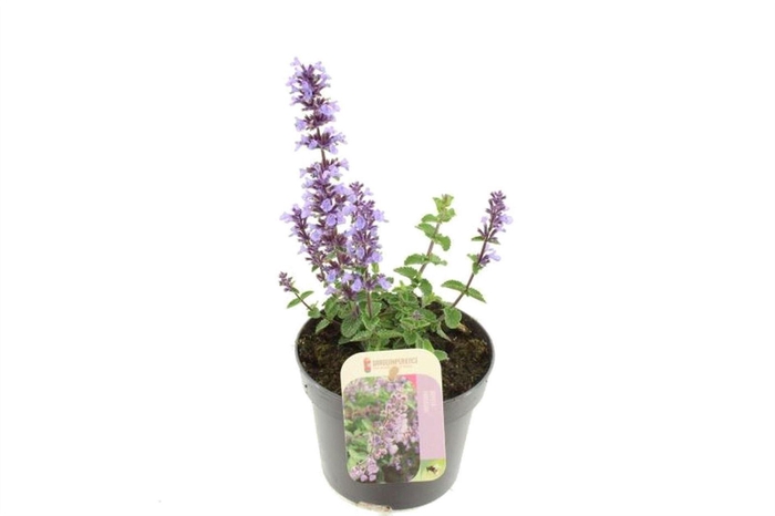 <h4>Nepeta</h4>