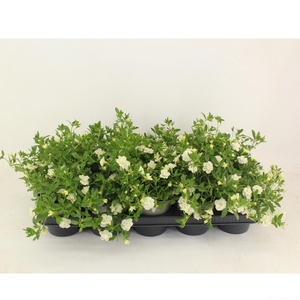 Calibrachoa Doubble white