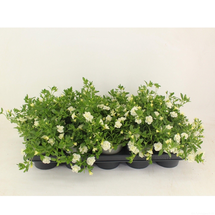 <h4>Calibrachoa Doubble white</h4>