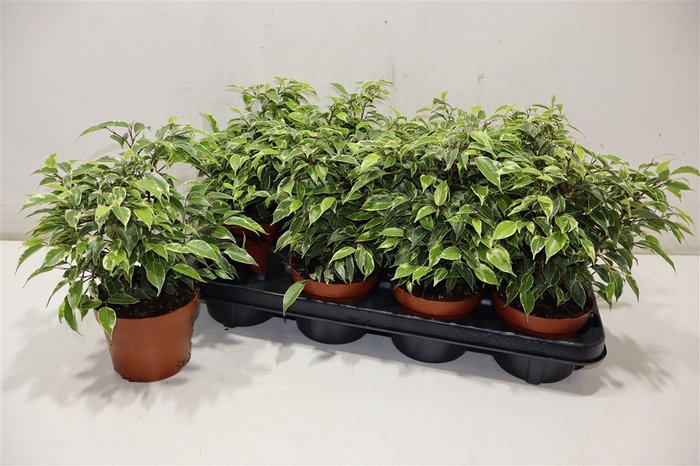 <h4>Fic Be Kinky</h4>