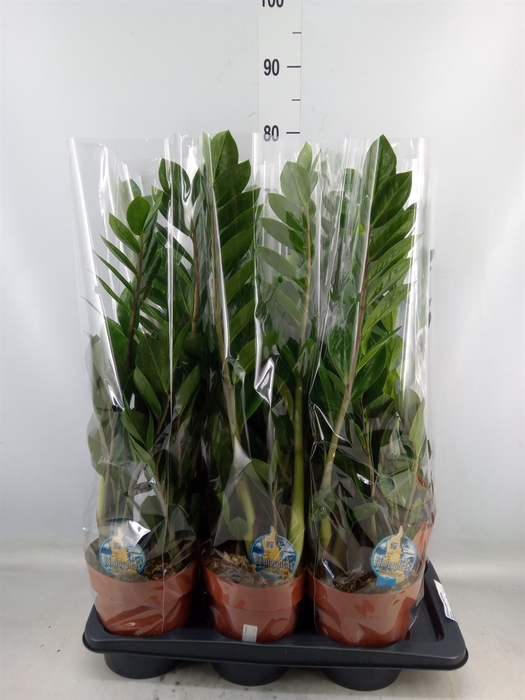 <h4>Zamioculcas zamiifolia</h4>