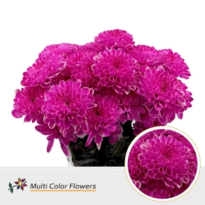Chrysanthemum TR   ...colored H%