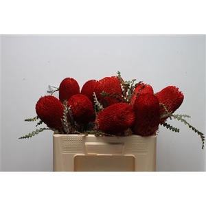 Banksia Speciosa Red