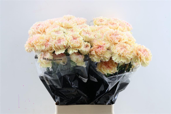 <h4>Di St Ukelele</h4>