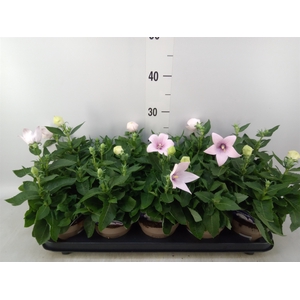 Platycodon grand. 'Astra Pink'