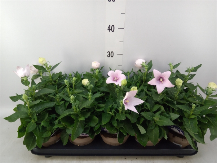 <h4>Platycodon grand. 'Astra Pink'</h4>