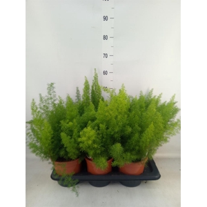 Asparagus dens. 'Meyers'