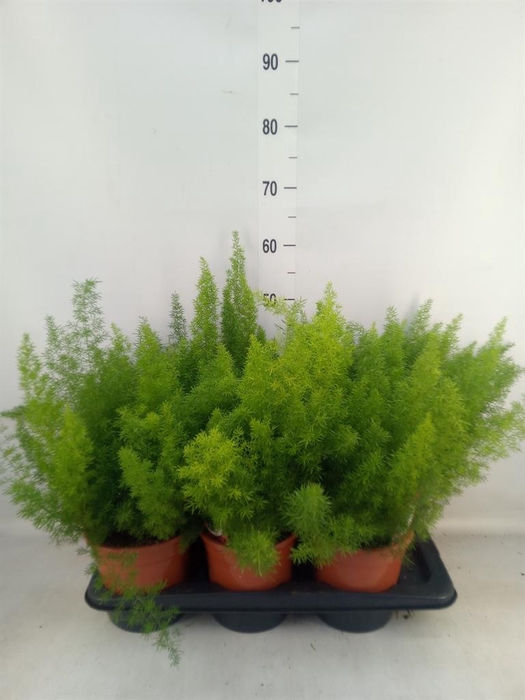 <h4>Asparagus dens. 'Meyers'</h4>