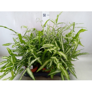Pteris cretica 'Albolineata'