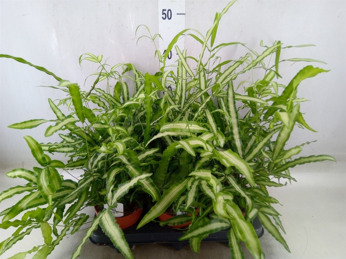 <h4>Pteris cretica 'Albolineata'</h4>