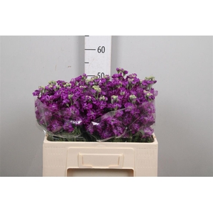 Matth Impala Purple