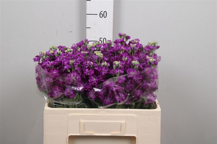 <h4>Matth Impala Purple</h4>