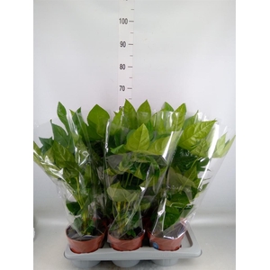 Fatsia japonica   ...