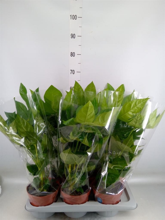 Fatsia japonica   ...