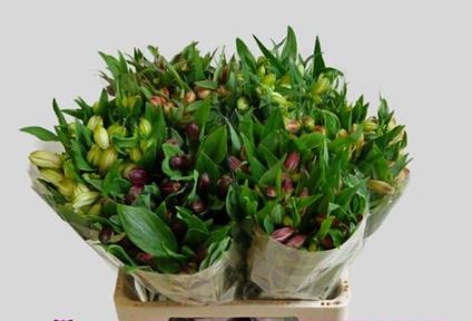 <h4>Alstroemeria Mix I° st.</h4>