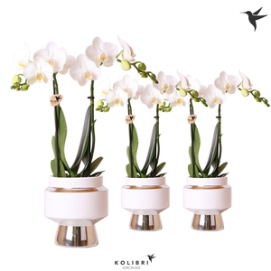Kolibri Orchids Phalaenopsis white 2 spike in Le Chic pot silver