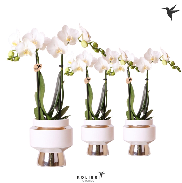 <h4>Kolibri Orchids Phalaenopsis white 2 spike in Le Chic pot silver</h4>