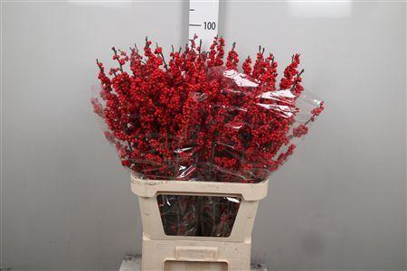 <h4>Ilex Ve Red Dream</h4>