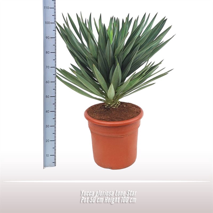 <h4>Yucca gloriosa Lone Star</h4>