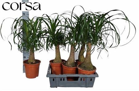 <h4>Beaucarnea Recur</h4>