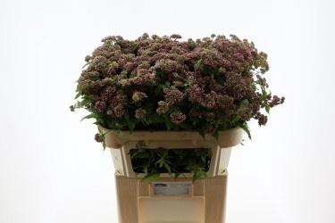 <h4>EUPAT CAN PLENUM</h4>