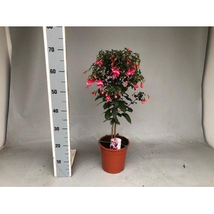 FUCHSIA OV