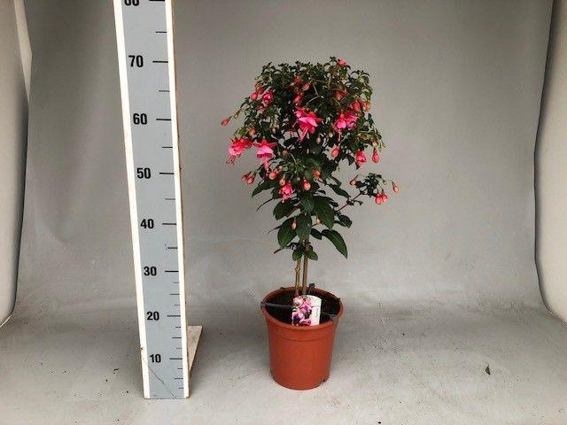<h4>FUCHSIA OV</h4>