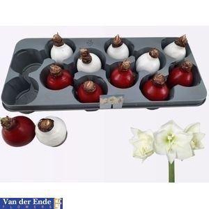 <h4>Hippeastrum bol</h4>